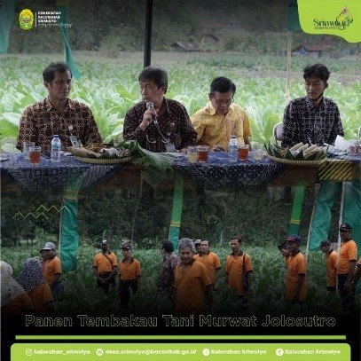 The Tobacco Harvest of “Tani Murwat” Jolosutro, Srimulyo, Piyungan, Bantul